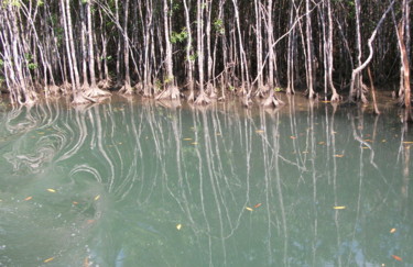 Photographie intitulée "mangroves.jpg" par Christine Stalder, Œuvre d'art originale