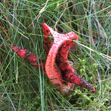 Photography titled "Freak of nature" by Christine Stalder, Original Artwork