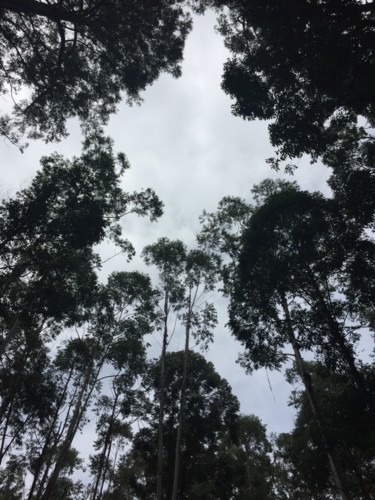 Фотография под названием "Eucalyptus" - Christine Stalder, Подлинное произведение искусства