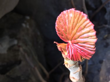 Photographie intitulée "Growing" par Christine Stalder, Œuvre d'art originale