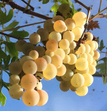 Fotografía titulada "L'or de Bacchus" por Christine Stalder, Obra de arte original, Fotografía digital