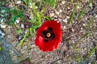 Photography titled "the lonely poppy" by Christelle Marini, Original Artwork, Digital Photography