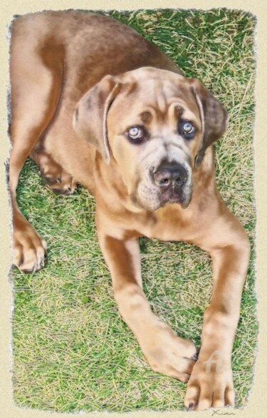 Painting titled "Cane Corso" by Christian Boulad (Xian), Original Artwork, Oil