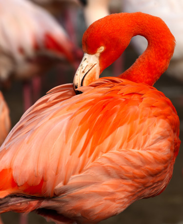 Photography titled "Flamant rose" by Christian Clausier, Original Artwork