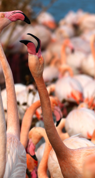 Photography titled "Flamants roses" by Christian Clausier, Original Artwork