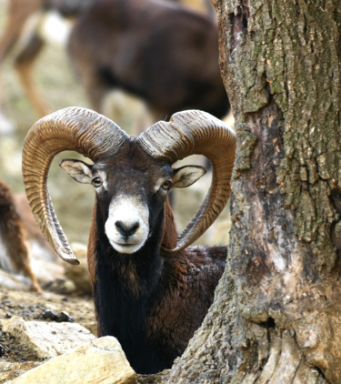 Photographie intitulée "Mouflon à manchettes" par Christian Clausier, Œuvre d'art originale