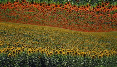 Photography titled "Tournesols.jpg" by Christian Clausier, Original Artwork