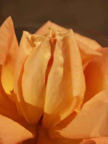 Photographie intitulée "Rosée du matin" par Christian Gaufreteau, Artiste-Jardinier, Œuvre d'art originale
