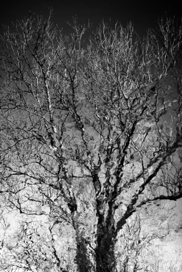 摄影 标题为“TREE OF LIFE (N°1/3…” 由Christian Houeix, 原创艺术品, 数码摄影