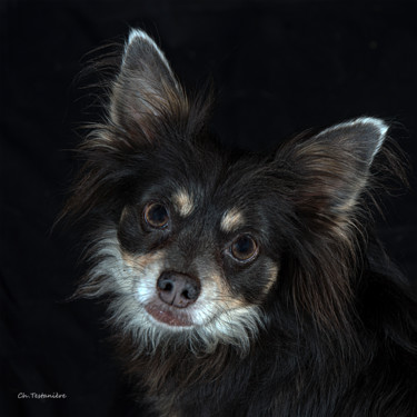 Photographie intitulée "Regard de chien" par Christian Testaniere, Œuvre d'art originale, Photographie numérique