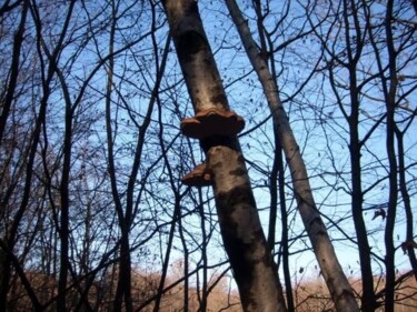 Photography titled "Champignons dans l'…" by Christiane Guilleminot, Original Artwork, Non Manipulated Photography