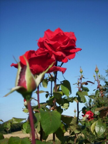 Photographie intitulée "Rouge rose" par Christiane Guilleminot, Œuvre d'art originale