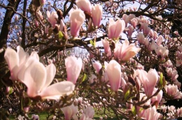 Photographie intitulée "Magnolias for ever" par Christiane Guilleminot, Œuvre d'art originale