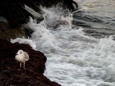Fotografia intitolato "Seagull in balance" da Ch.Art, Opera d'arte originale
