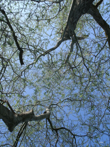 Photographie intitulée "Vertige" par Christine Chomicki, Œuvre d'art originale