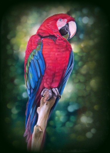 Peinture intitulée "perroquet rouge #Ar…" par Christine Mergnat, Œuvre d'art originale, Pastel