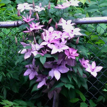 Photography titled "Clematis - NYC Hous…" by Christine Natanael, Original Artwork