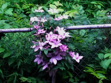 Photography titled "Clematis II- NYC Ho…" by Christine Natanael, Original Artwork
