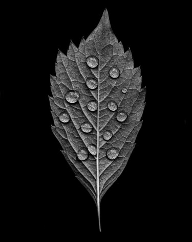Photographie intitulée "Walkside Flower #03" par Christophe Aubry, Œuvre d'art originale, Photographie numérique