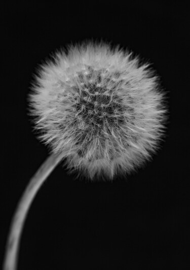 摄影 标题为“Walkside Flower #6” 由Christophe Aubry, 原创艺术品, 数码摄影