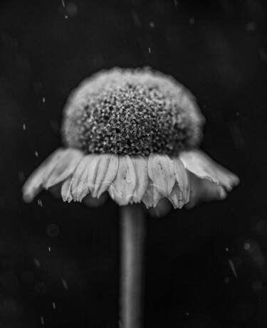 Photography titled "Walkside Flower #7" by Christophe Aubry, Original Artwork, Digital Photography