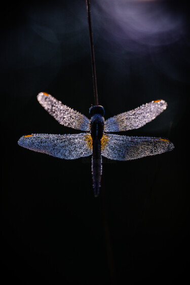 Photography titled "Light of dragonfly" by Christophe Perraud, Original Artwork, Digital Photography Mounted on Aluminium