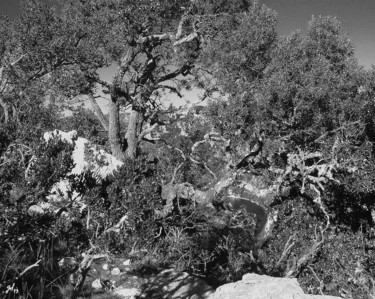 Nature abstraction Photography titled "Nature abstraction" by Christophe Gol, Original Art, Other
