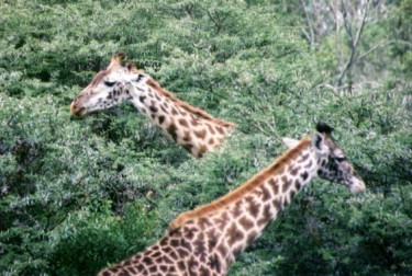 Photographie intitulée "Girafes Masai" par Christophe Muller, Œuvre d'art originale