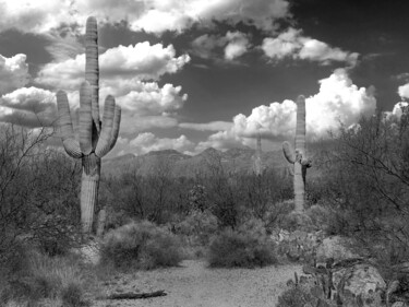 Photographie intitulée "Saguaro cacti in th…" par Christopher L Smith, Œuvre d'art originale, Photographie numérique