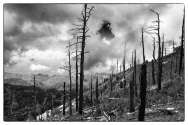 Фотография под названием "Fire damaged trees…" - Christopher L Smith, Подлинное произведение искусства, Цифровая фотография