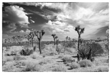 Photographie intitulée "Joshua Tree in the…" par Christopher L Smith, Œuvre d'art originale, Photographie numérique