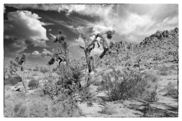 摄影 标题为“Joshua Tree Nationa…” 由Christopher L Smith, 原创艺术品, 数码摄影