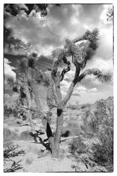 摄影 标题为“View of Joshua Tree…” 由Christopher L Smith, 原创艺术品, 数码摄影