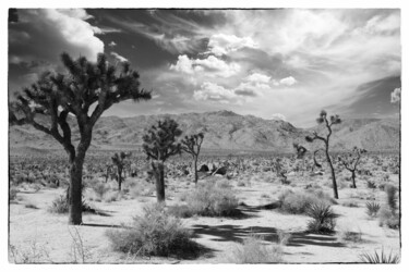 Фотография под названием "View of Joshua Tree…" - Christopher L Smith, Подлинное произведение искусства, Цифровая фотография