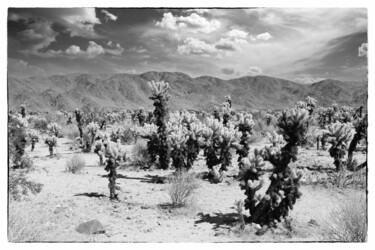 Fotografia intitolato "The Cholla Gardens…" da Christopher L Smith, Opera d'arte originale, Fotografia digitale