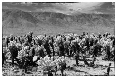 Fotografia intitolato "The Cholla Gardens…" da Christopher L Smith, Opera d'arte originale, Fotografia digitale