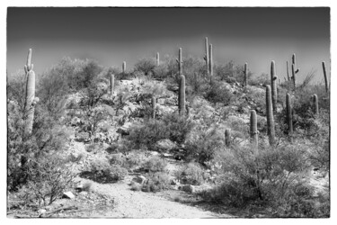 Fotografía titulada "Sabino Canyon Arizo…" por Christopher L Smith, Obra de arte original, Fotografía digital