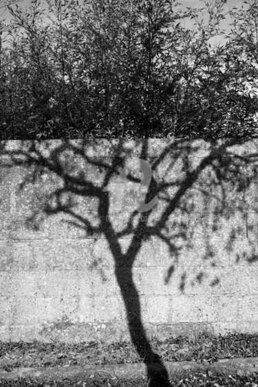 Photographie intitulée "Tree" par Christophe Ricou, Œuvre d'art originale