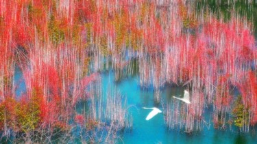 摄影 标题为“深秋” 由Chunfang Yang, 原创艺术品
