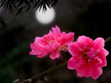 摄影 标题为“花好月圆” 由Chunfang Yang, 原创艺术品