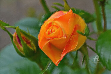 Artes digitais intitulada "Rosa alaranjada" por Ciezar, Obras de arte originais, Pintura digital