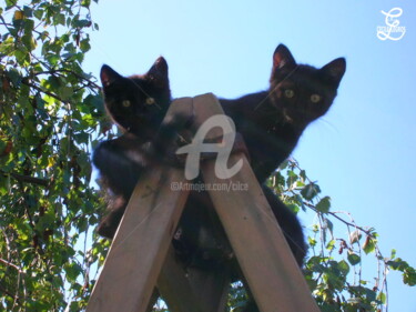 Photography titled "D03-LES CHATONS" by Cilce, Original Artwork, Non Manipulated Photography