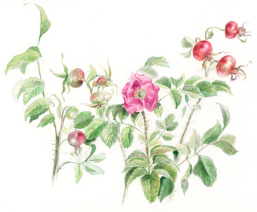 Pittura intitolato "Rosa Rugosa" da Cinzia Ester Invernizzi, Opera d'arte originale, Acquarello