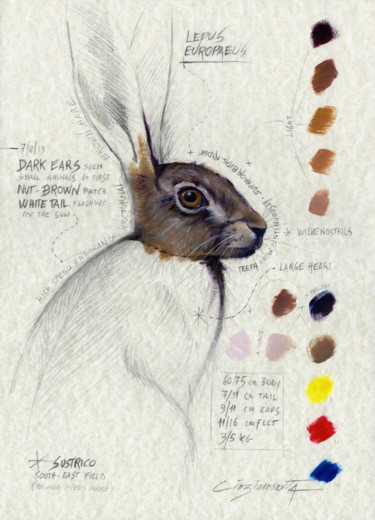 Tekening getiteld "Hare (Field note #1)" door Cinzia Marotta, Origineel Kunstwerk, Olie