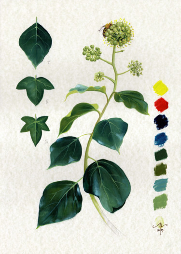 Dessin intitulée "Study of Ivy" par Cinzia Marotta, Œuvre d'art originale, Huile