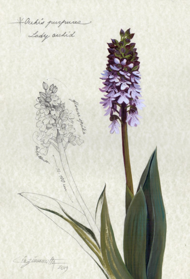 Dessin intitulée "Orchis Purpurea" par Cinzia Marotta, Œuvre d'art originale, Huile