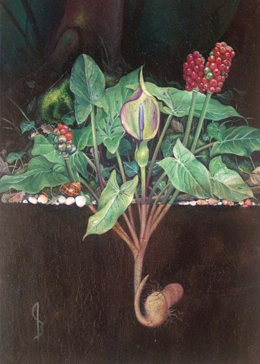 Peinture intitulée "Arum Maculatum" par Cinzia Marotta, Œuvre d'art originale, Huile
