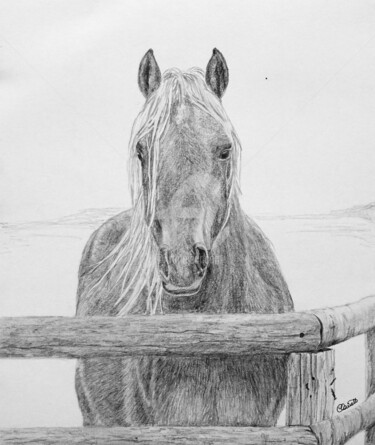 Dessin intitulée "cheval 01" par Claire Arnoult, Œuvre d'art originale, Graphite