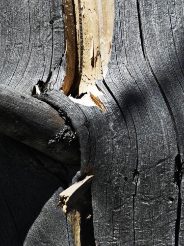 Фотография под названием "Arbre" - Angie Black, Подлинное произведение искусства, Цифровая фотография