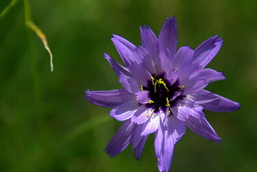 "Fleur violette" başlıklı Fotoğraf Angie Black tarafından, Orijinal sanat, Dijital Fotoğrafçılık